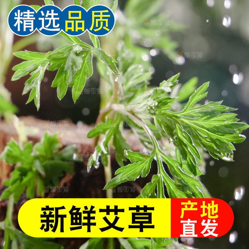 艾草