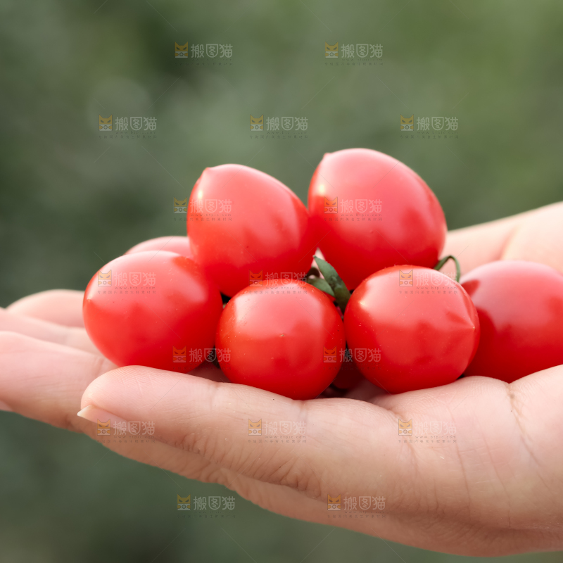 玲珑小番茄