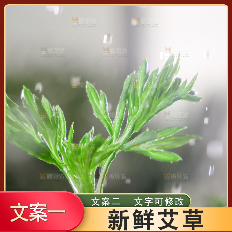 艾草