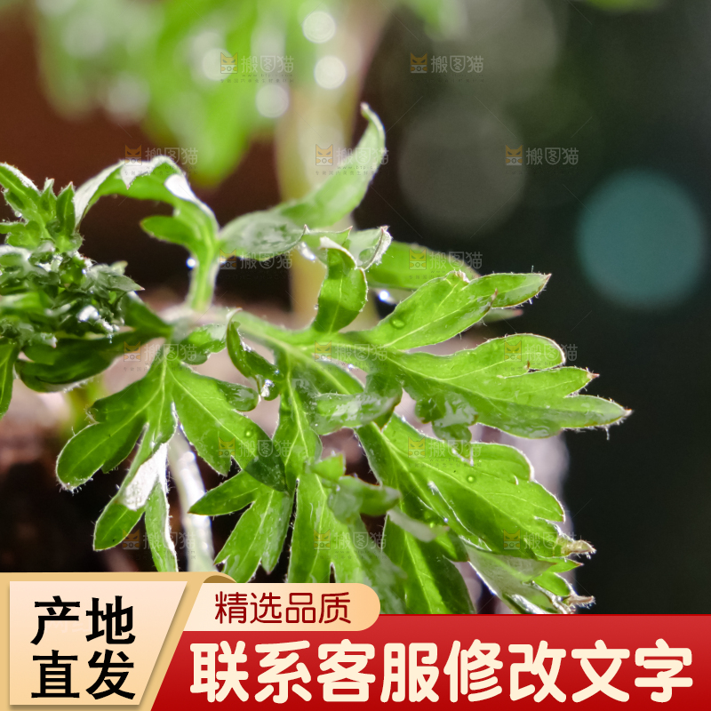 艾草