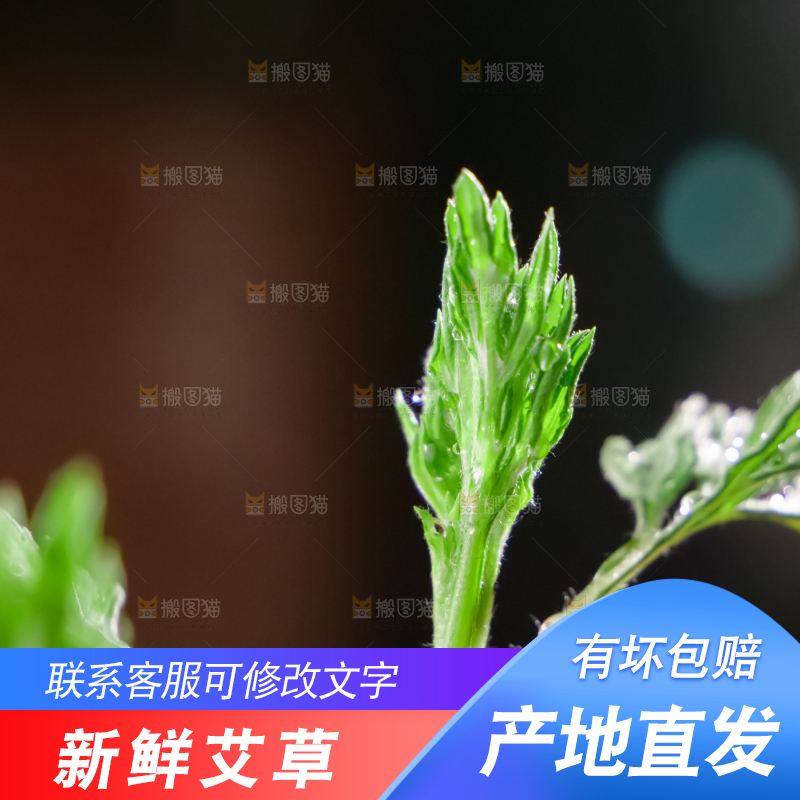 艾草