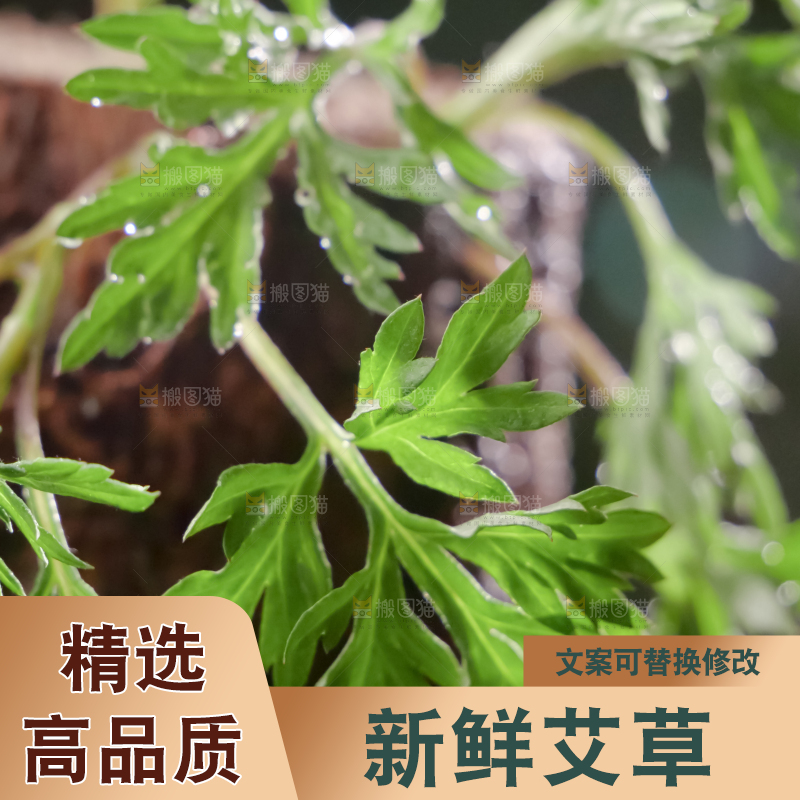艾草