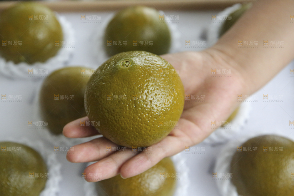 巧克力橙