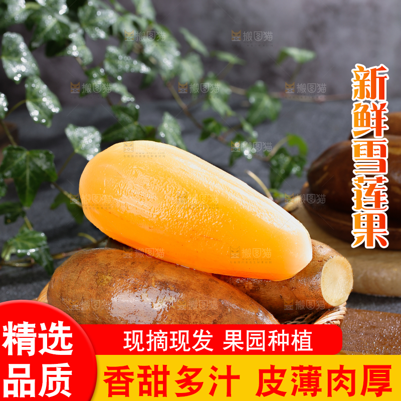 雪莲果