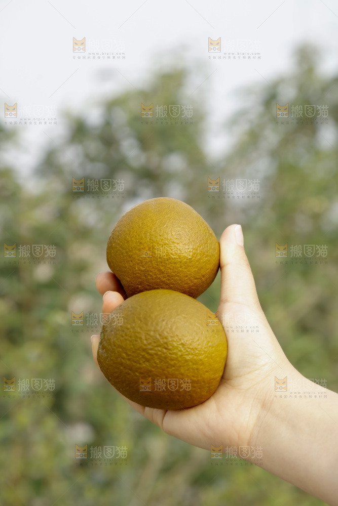 巧克力橙