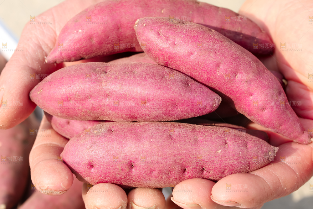 小香薯