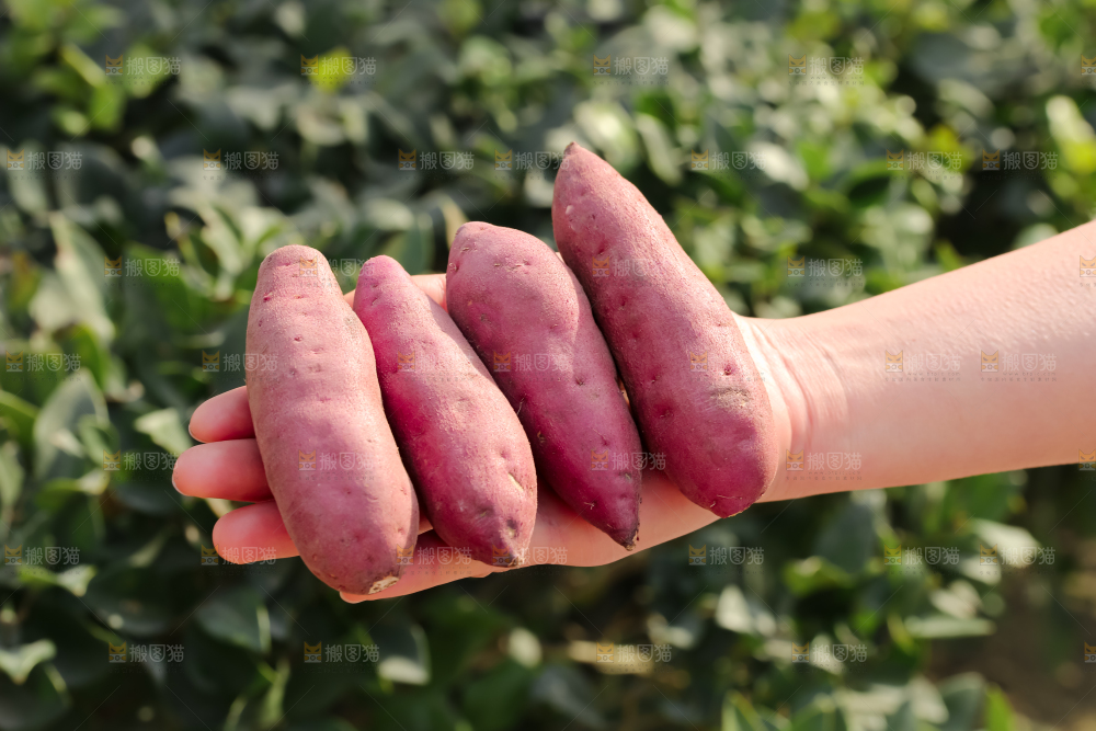 小香薯
