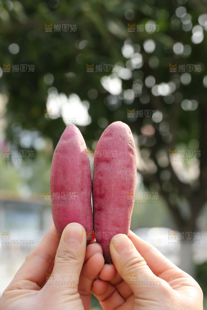 小香薯