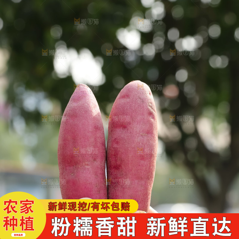 小香薯