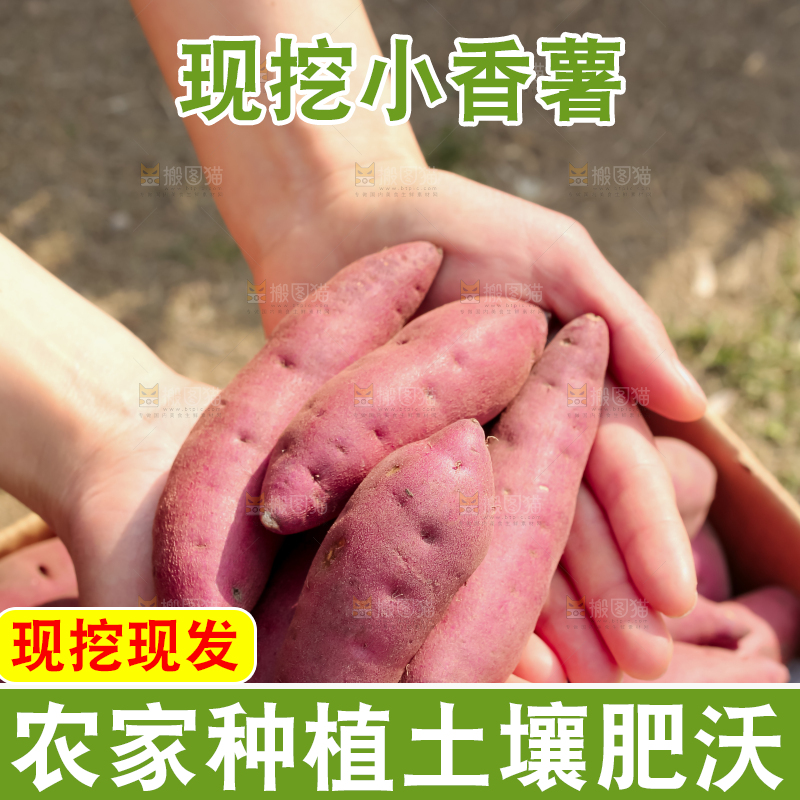 小香薯