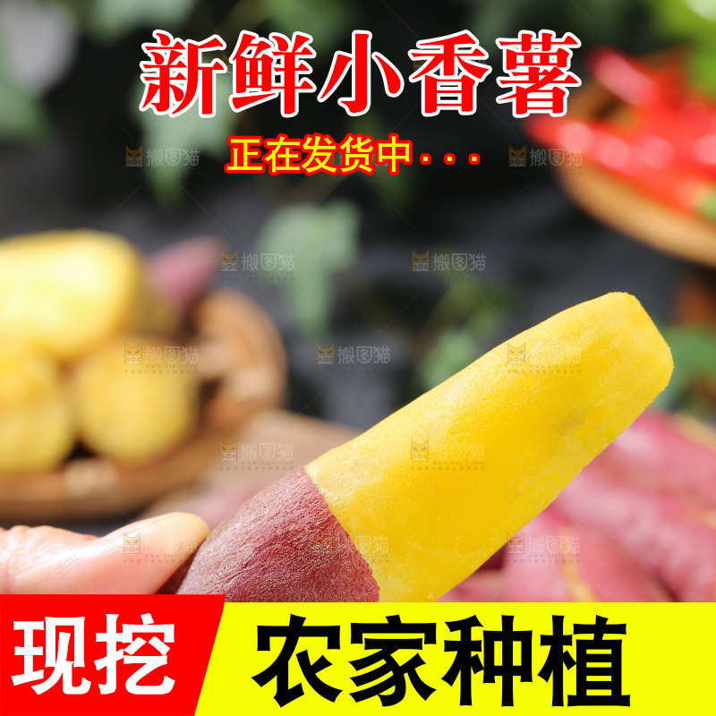 小香薯