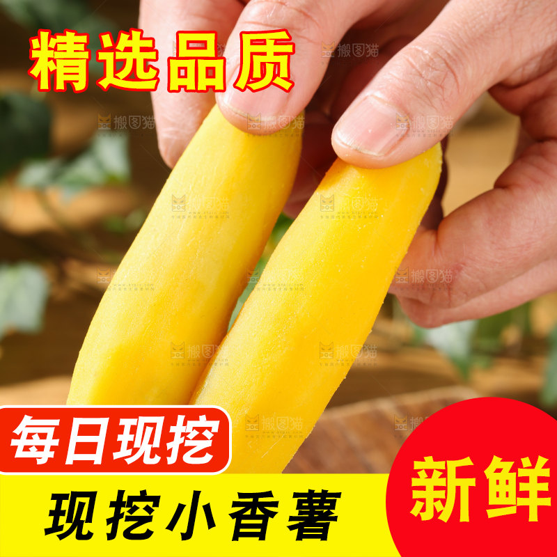 小香薯