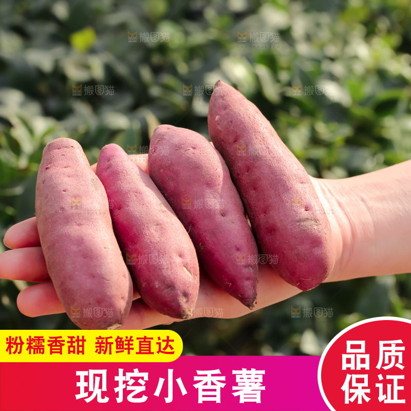 小香薯