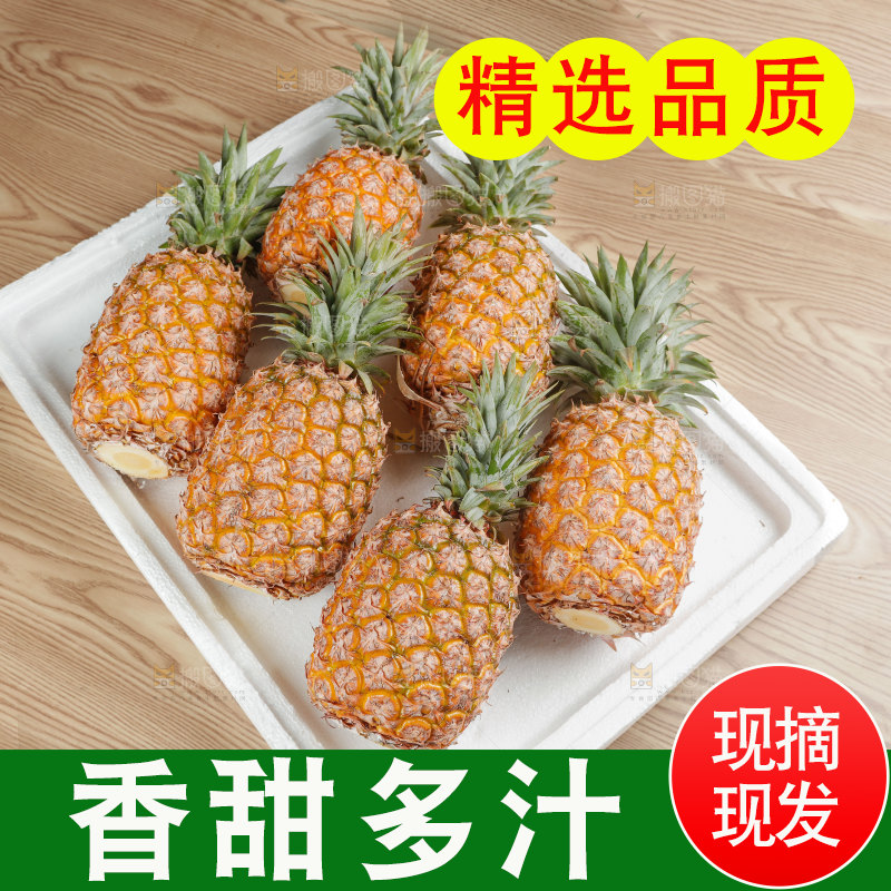 金钻凤梨