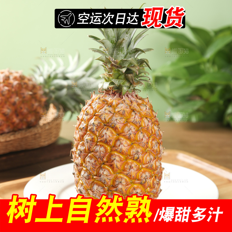 金钻凤梨