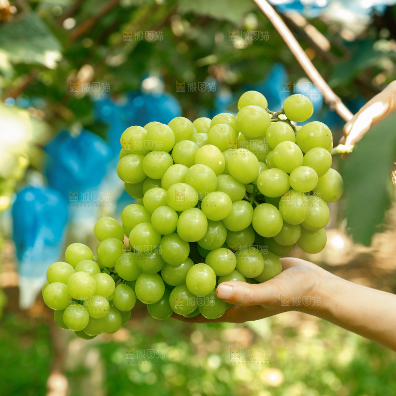 澳洲青提
