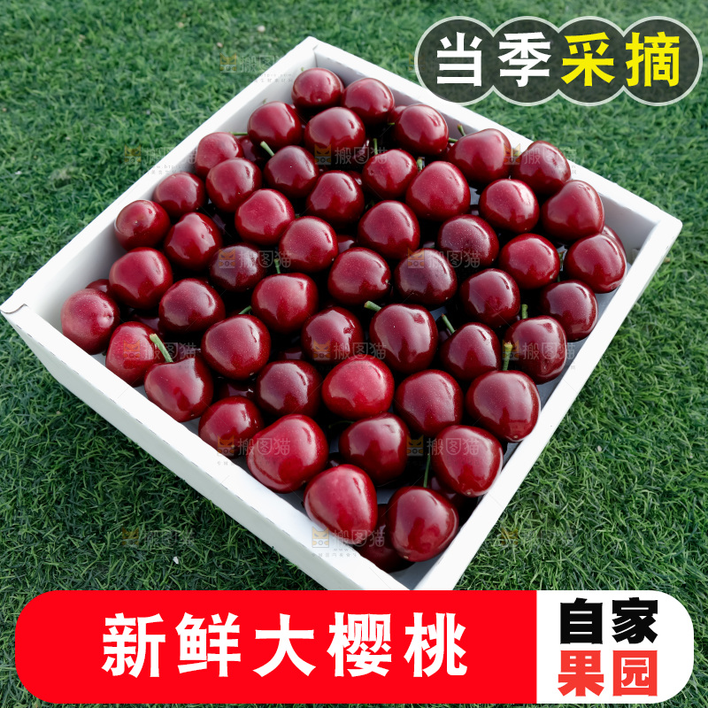 大樱桃