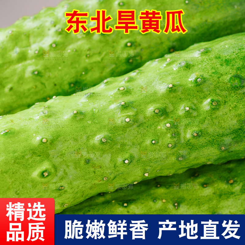 旱黄瓜