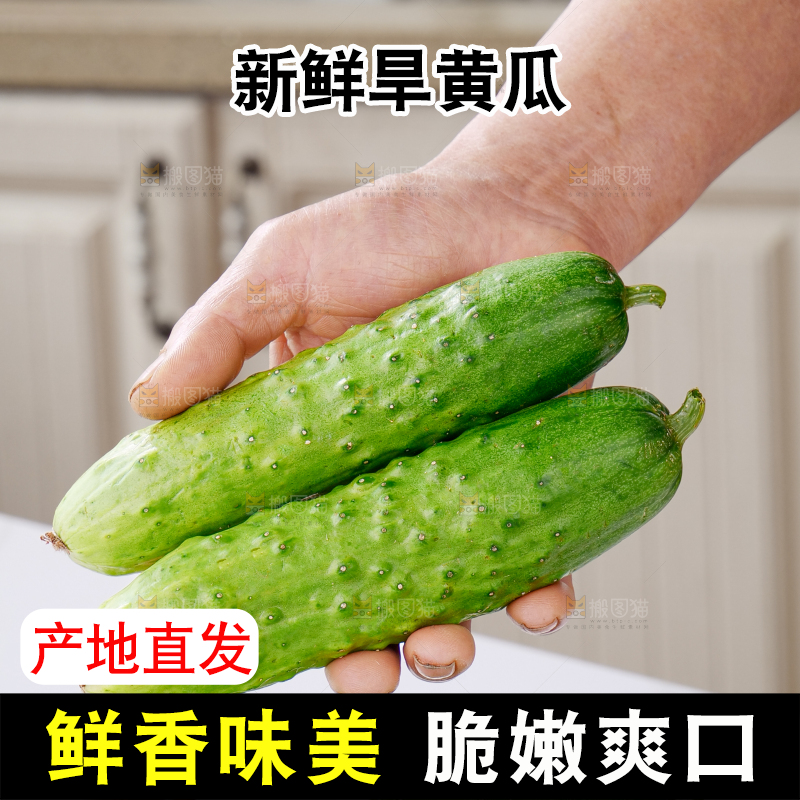 旱黄瓜