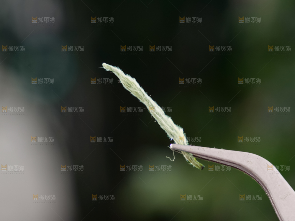毛尖茶