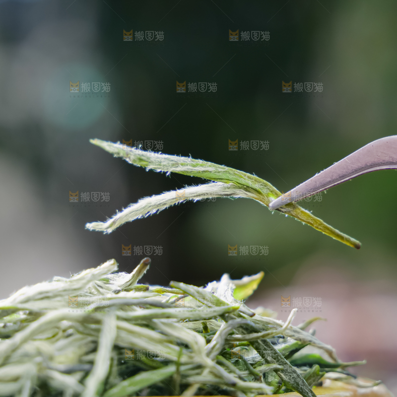 毛尖茶