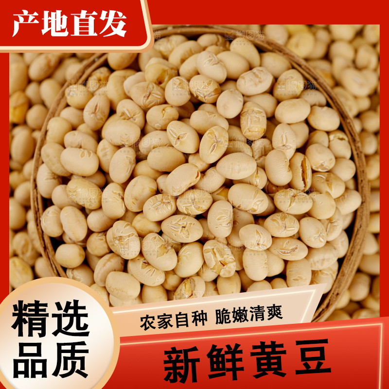 黄豆
