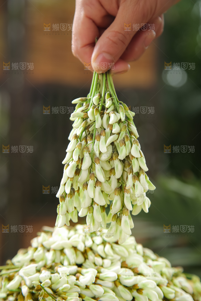 槐花