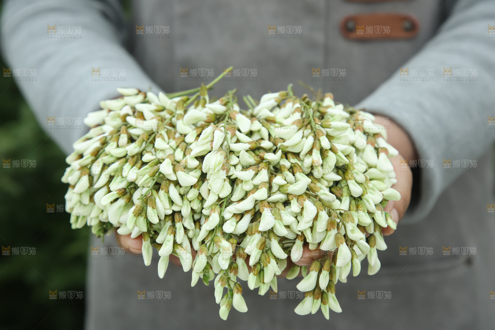 槐花
