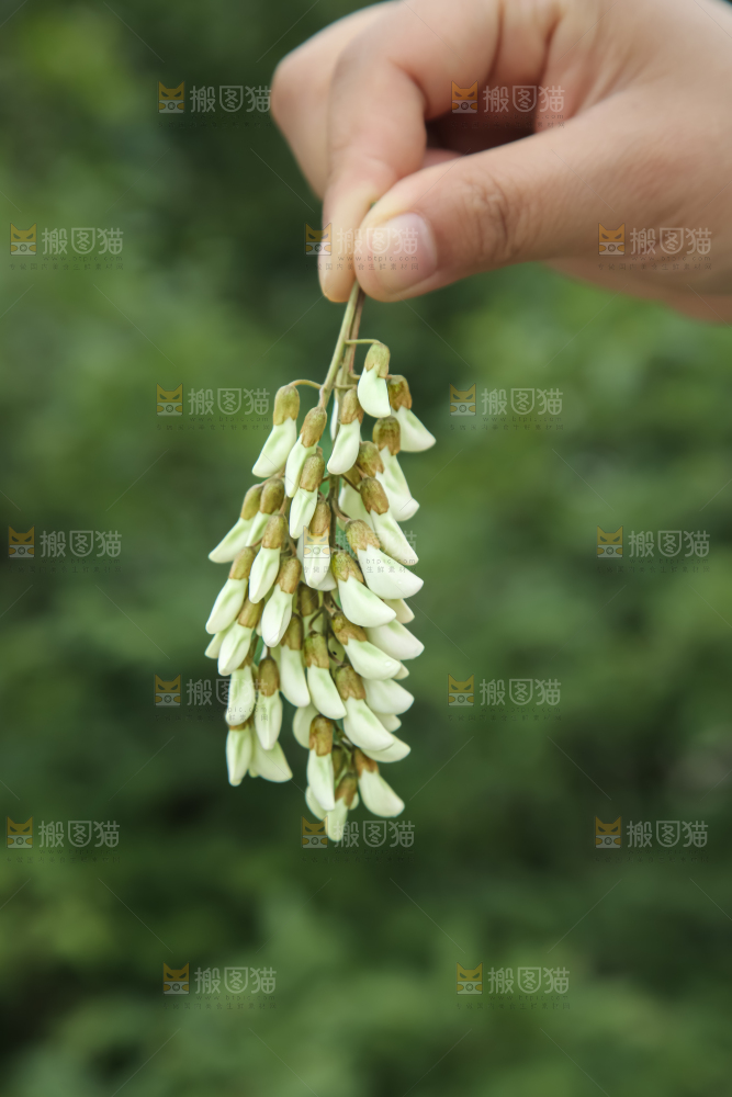 槐花