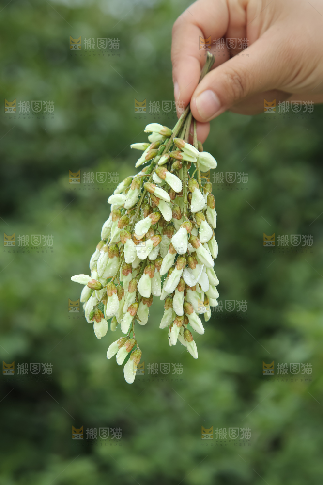 槐花
