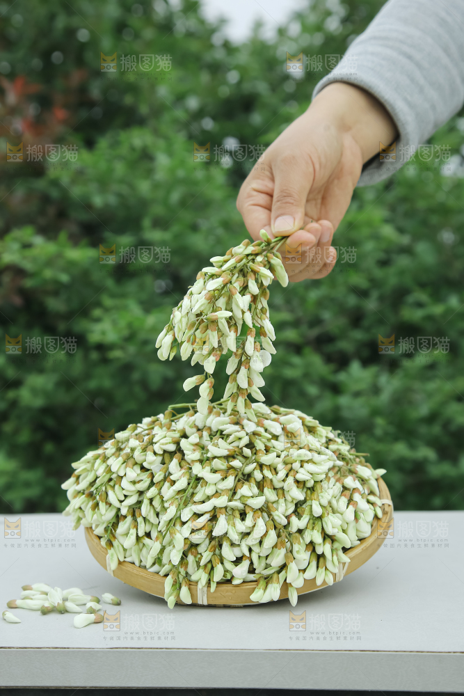 槐花