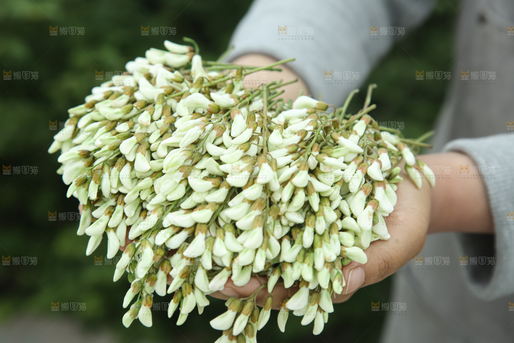 槐花