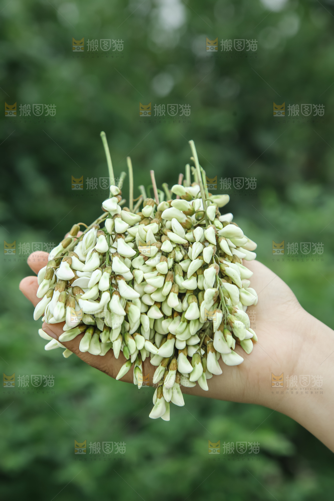 槐花