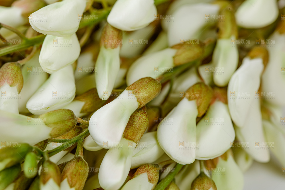 槐花