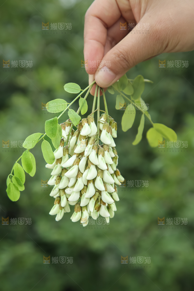 槐花