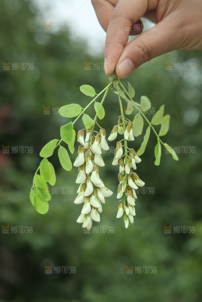 槐花