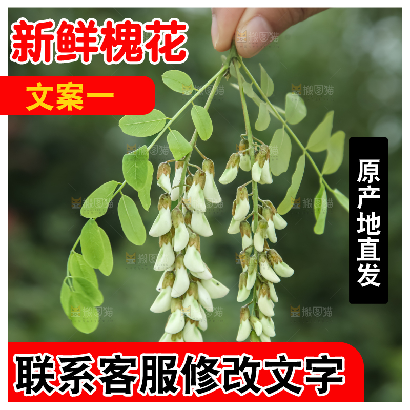槐花