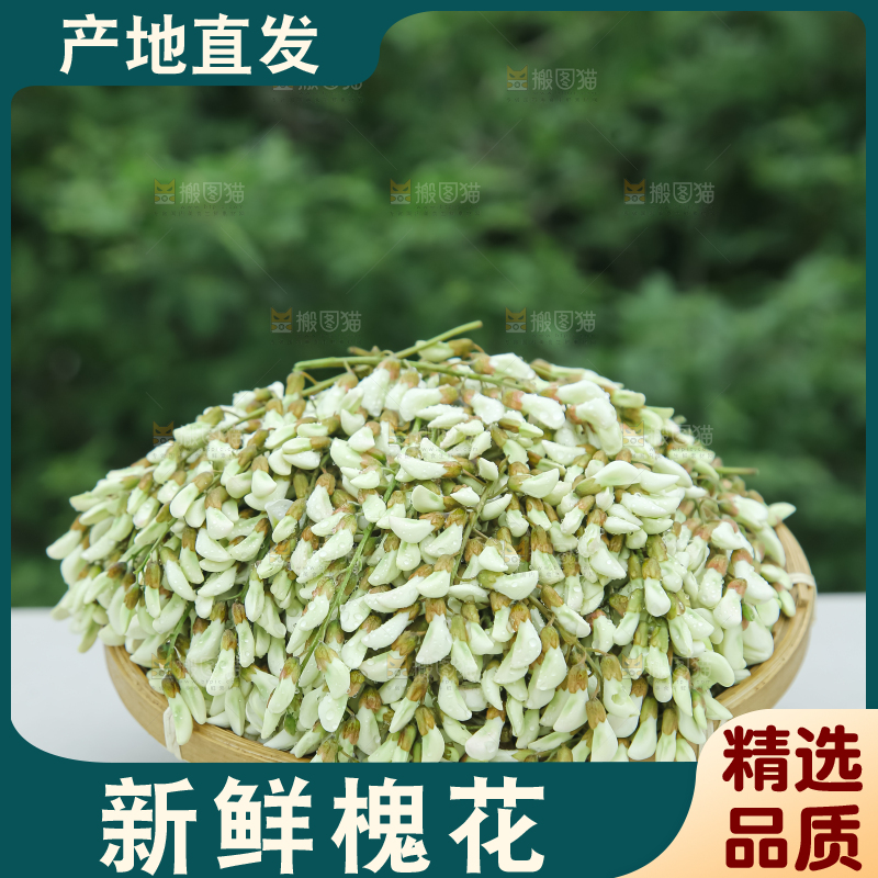 槐花