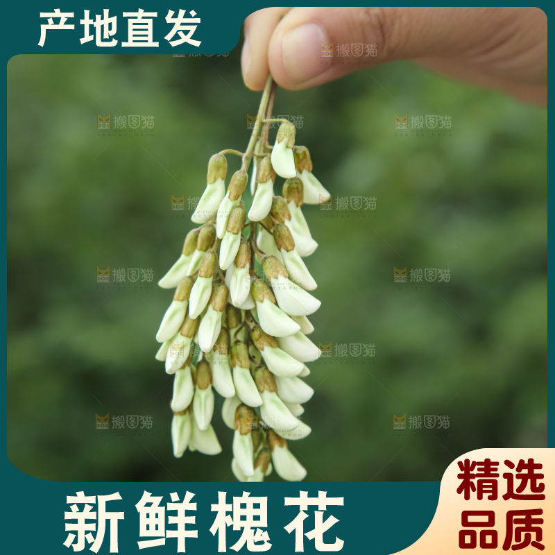 槐花