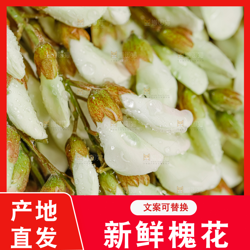槐花