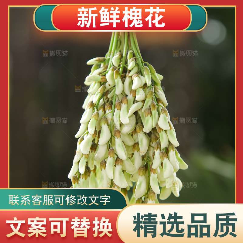 槐花