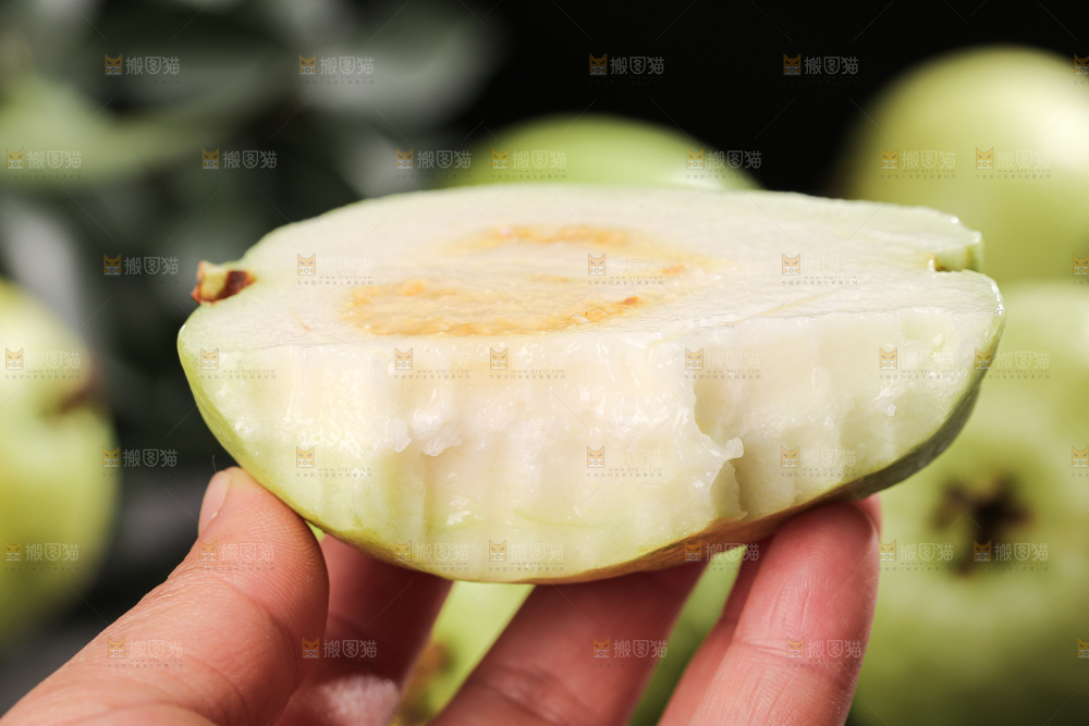 白心芭乐