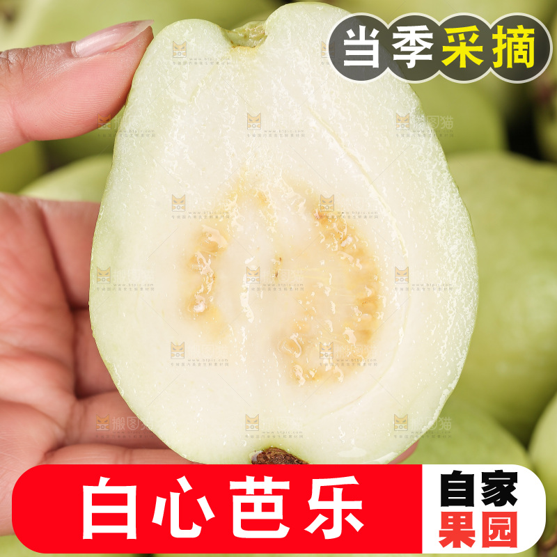 白心芭乐