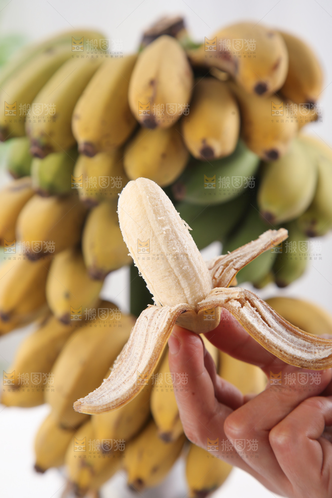 水培香蕉