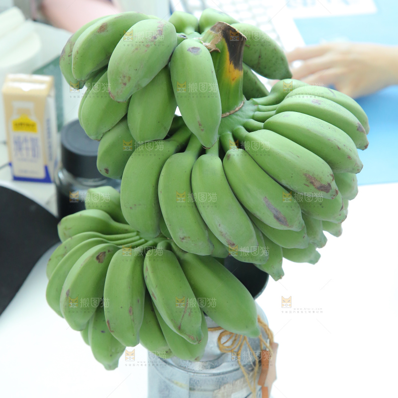 水培香蕉