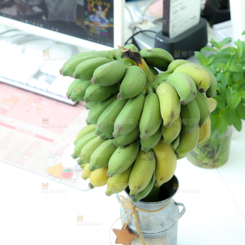 水培香蕉
