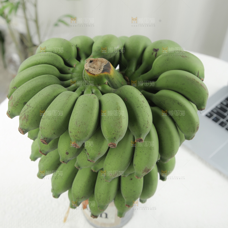 水培香蕉
