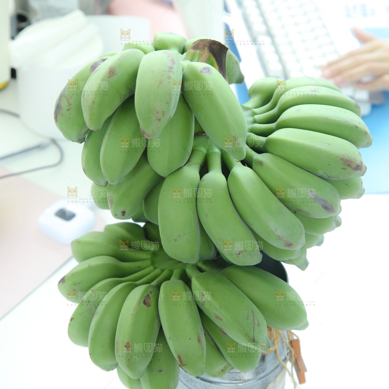 水培香蕉