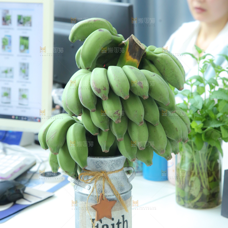 水培香蕉