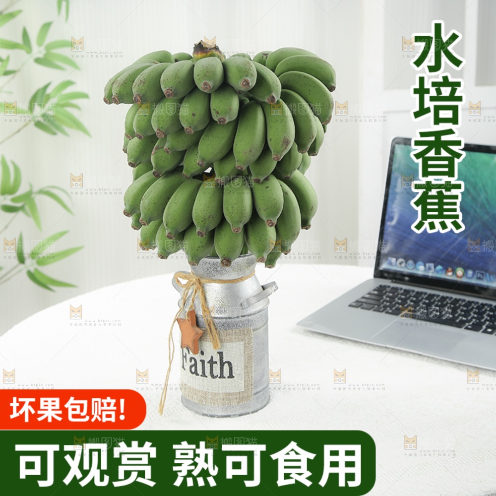 水培香蕉主图